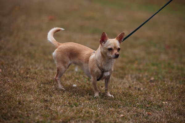 How Can You Ensure a Healthy Lifestyle for Your UK Pets?