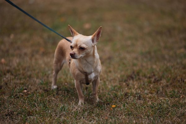 How is sustainability being prioritized in UK sports venues?